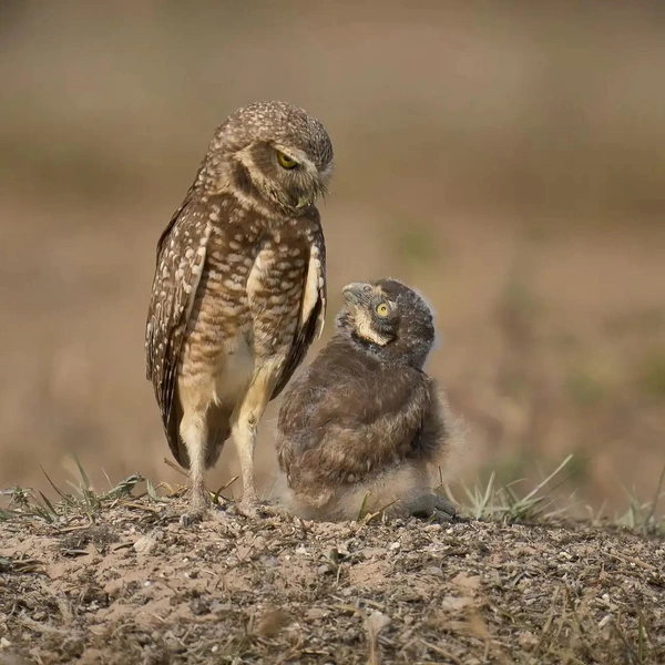 Источник: Berthold Grünhagen / The Nature Photography Contest