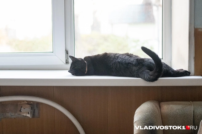 Мася продолжала умиротворенно смотреть в окно | Источник: Елена Буйвол / VLADIVOSTOK1.RU