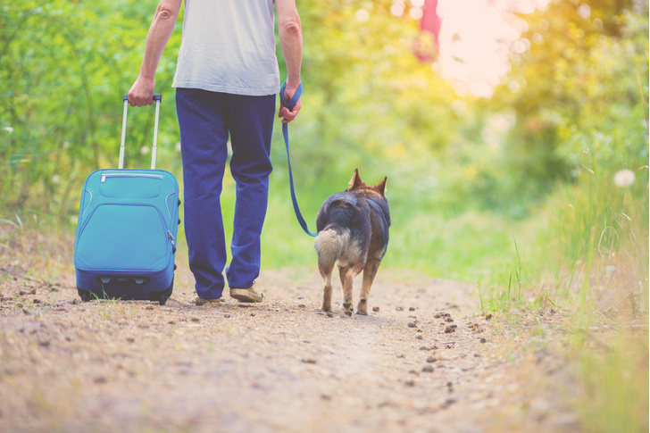 Как подготовить собаку к путешествию: советы кинологов и личный опыт