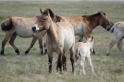 В Оренбургском заповеднике появился первый в 2026 году жеребенок Пржевальского
