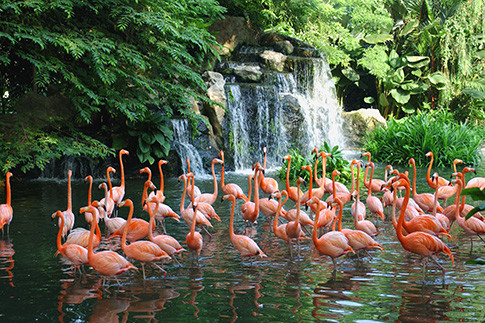Зоопарк Singapore Zoo | Источник: Архивы пресс-служб