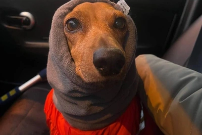 Такса вернулась к хозяйке после полутора лет суда