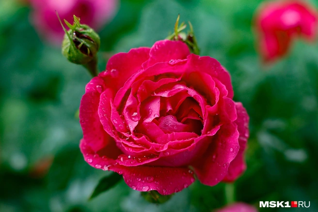 Красота! | Источник: Юлия Морозова / MSK1.RU