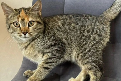 Звездочка: единственная выжившая кошка ищет дом