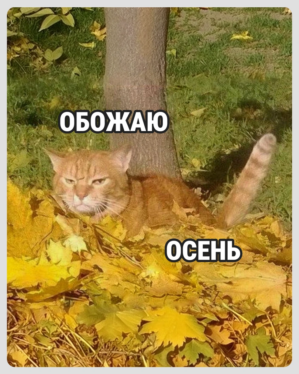 Признавайтесь, кто встречает осень с таким же выражением лица, как у этого кота? | Источник: Городские медиа