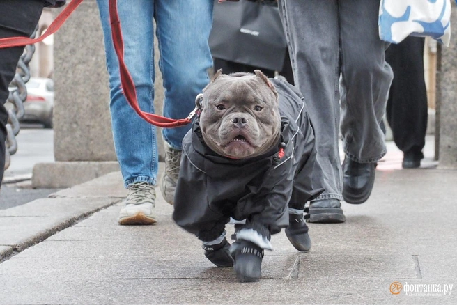 «Йонатан» обеспечит нам истинно ноябрьское сочетание — дождь плюс ветер | Источник: Михаил Огнев / «Фонтанка.ру»