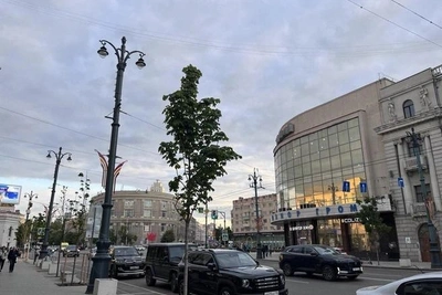 Мэр Воронежа объяснил, почему на главной улице гибнут клёны