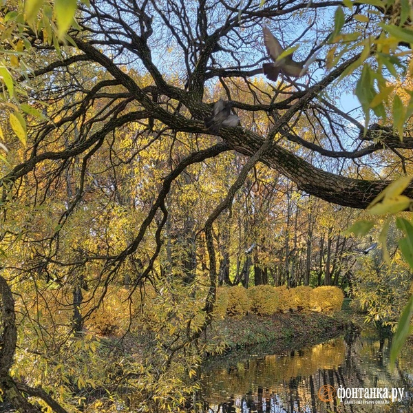 Источник: читательница «Фонтанки» Елена