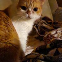 Аватарка Rastafarai