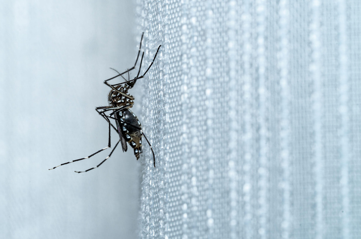 Нужны только самцы: 2,4 млрд комаров избавят человечество от смертельных болезней