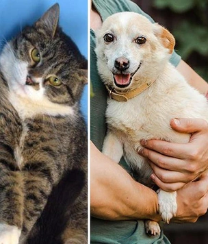 Котопёс недели: возьмите из приюта нежного пса Снупика и ласковую кошку Кикотю