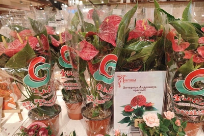 Как ухаживать за антуриумом в домашних условиях