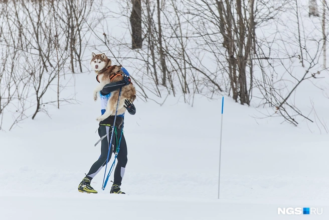 Кто-то устал бежать в соревнованиях | Источник: Александр Ощепков / NGS.RU