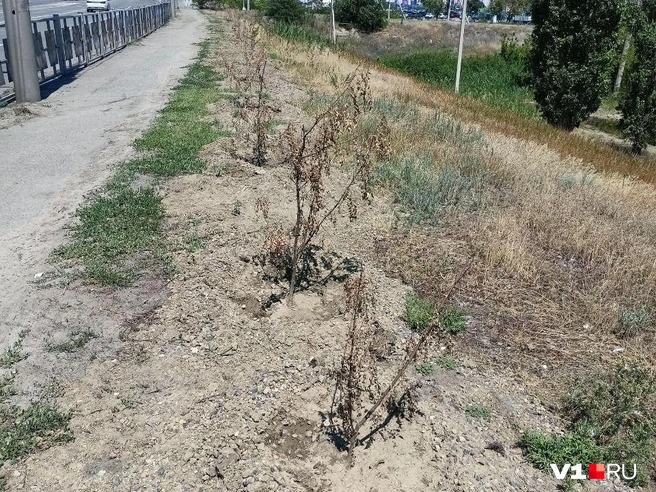 Целый ряд саженцев вдоль дороги превратился в сухостой | Источник: читатели V1.RU