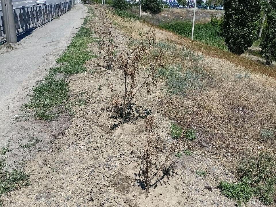 В Волгограде массово засохли молодые акации, высаженные вдоль второй продольной