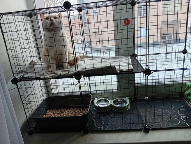 Осипу купили клетку, чтобы он ничем не заразил домашних кошек | Источник: Предоставила Ксения