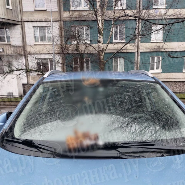 «Это просто минное поле»: жители проспекта Испытателей страдают от действий калового артиллериста | Источник: читатель «Фонтанки»