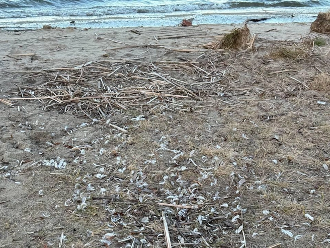 Побережье водохранилища покрыто перьями, принадлежащими краснокнижным лебедям. | Источник: читатель 74.RU