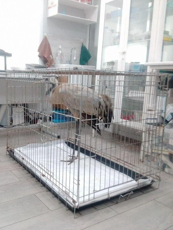 Источник: Олег Андреенков, через НГС