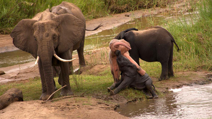 Розовый слон: посмотрите на самого необычного детеныша в Африке