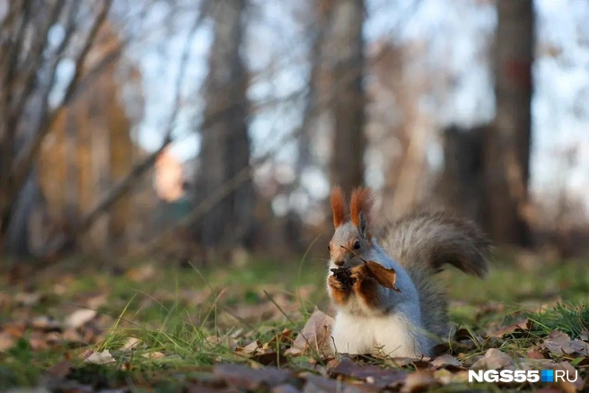 Куда же в парке без белок? | Источник: Евгений Софийчук / NGS55.RU