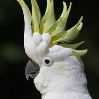 Аватарка cockatoo
