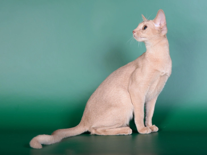 Абиссинская кошка | Источник: Shutterstock/Fotodom.ru