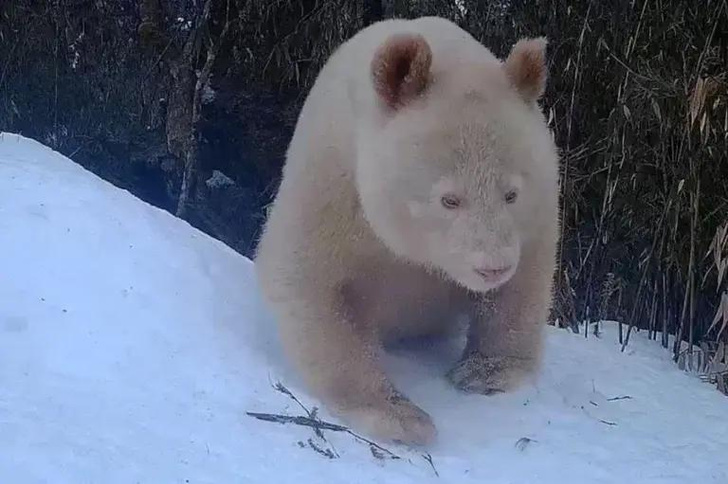 Ни единого пятнышка: посмотрите, как выглядит единственная в мире панда-альбинос