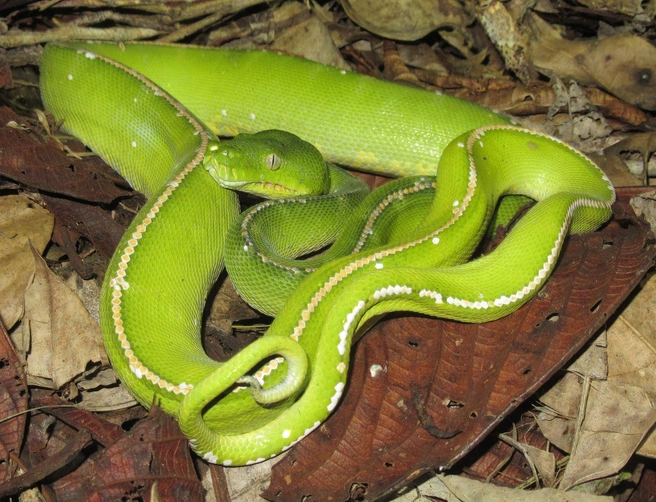 Зеленый питон | Источник: Александр Фомичев