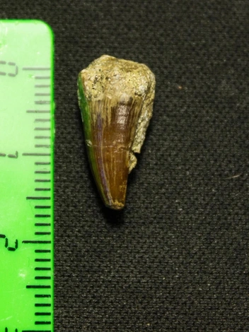 И плезиозавра | Источник: Юлия Тузова / Vk.com