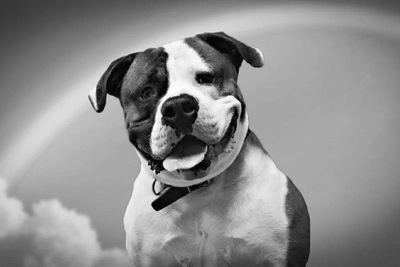 В омском приюте скончался бульдог, живший там 9 лет