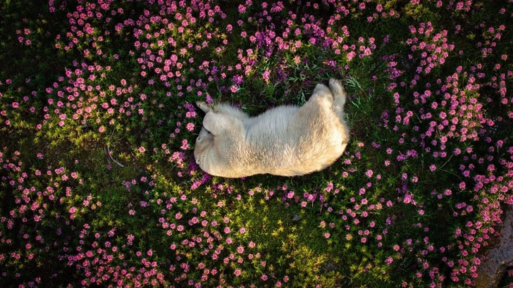 Подведены итоги конкурса фотографий дикой природы The Nature Photography Contest: оцените 12 работ победителей | Источник: Christopher Paetkau / The Nature Photography Contest