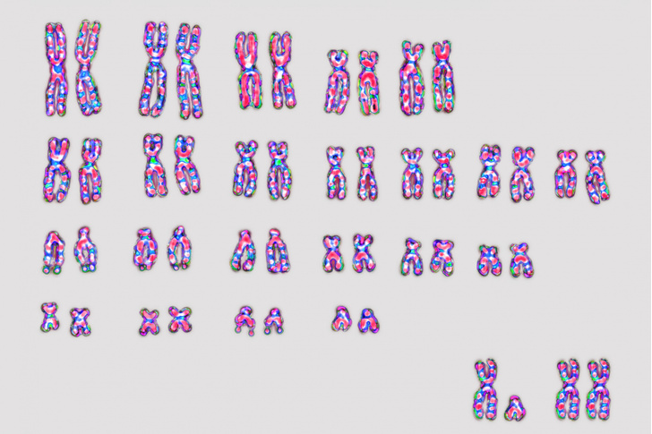 Ученые предрекают исчезновение мужской хромосомы