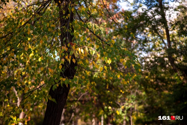 Источник: Евгений Вдовин / 161.RU