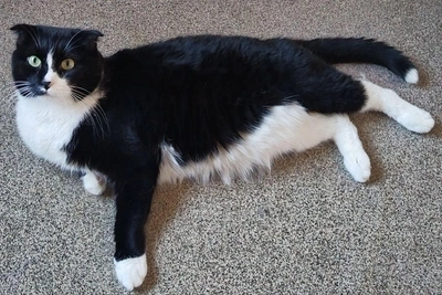 Тюменская кошка Ванда ищет дом уже три года