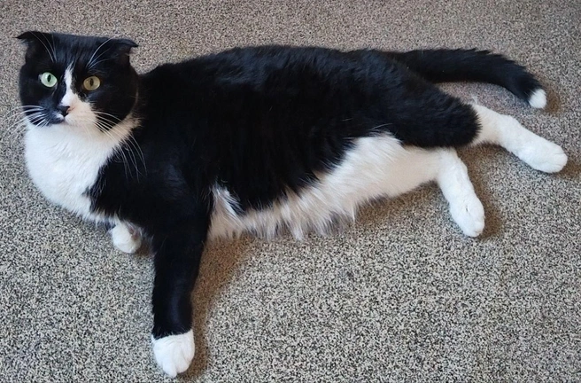 Посмотрите на это черно-белое облачко | Источник: Муркоша / vk.com