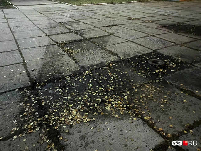Плитка хочет стать полянкой  | Источник: Ксения Бирюкова / 63.RU