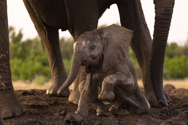 Слоненок принимает грязевые ванны