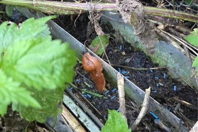 Orange 'Cannibal' Slugs Overrun Russian Village