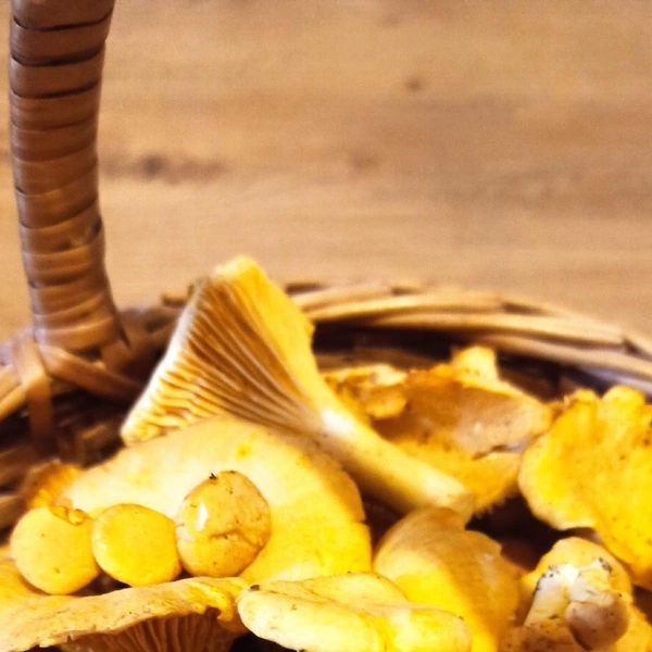 Источник: Михаил Кононов, «Уральский яжегрибник» / Vk.com 