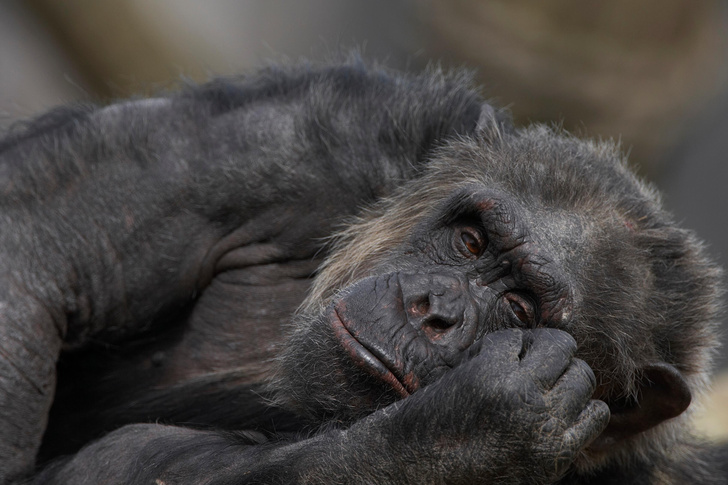 Бывают ли у обезьян мигрени и депрессии?