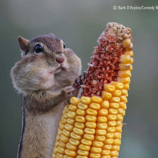 Источник: Barb D'Arpino / Comedy Wildlife Photography Awards 2016