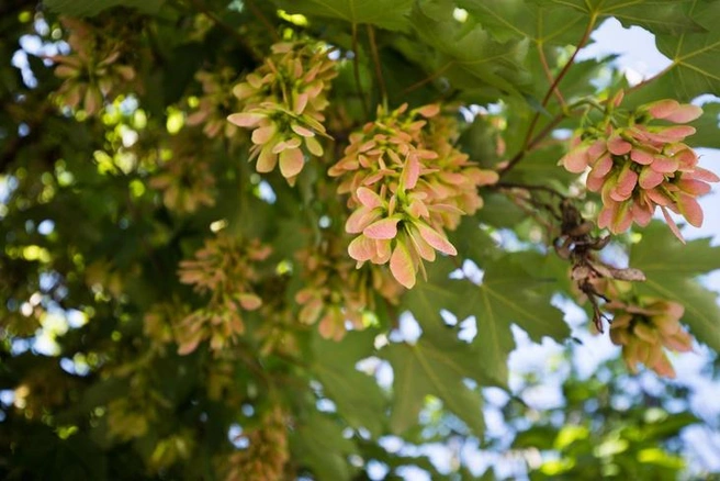 Ранее клен ясенелистный уже вошел в Черную книгу флоры Сибири | Источник: Евгений Вдовин