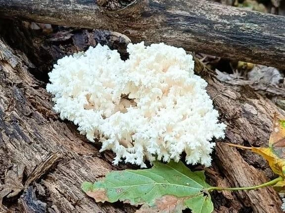 Каждый гриб — уникален: форма, размер и количество веточек никогда не повторяются | Источник: Национальный парк «Самарская Лука» / t.me