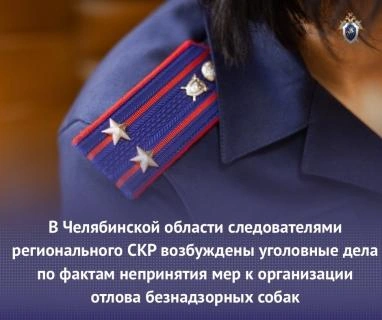 СКР возбудил дела после нападений бездомных собак в Челябинской области | Источник: chel.sledcom.ru