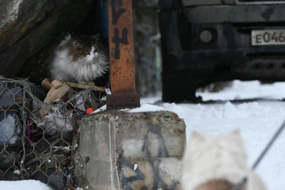 Rostov volunteers plan to appeal to State Duma over shelter