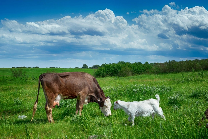 Источник: Shutterstock/Fotodom.ru