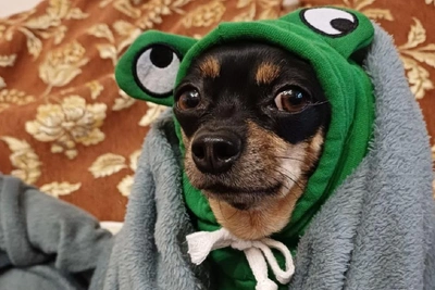 Новосибирцы нарядили питомцев в смешные костюмы