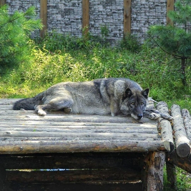 Волк ушел на радугу в ночь на 17 июля | Источник: zoopark_vl / t.me