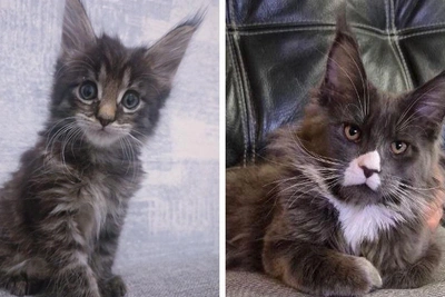 Yaroslavl Residents Showcase Their Maine Coon Cats